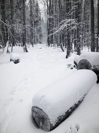 Snow covered trees in forest