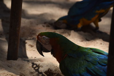 Close-up of parrot