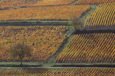 Burgundy vineyards in autumn