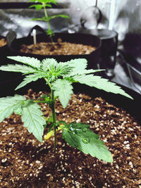 High angle view of potted plant on field