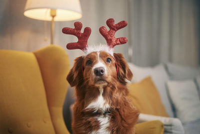 Dog with costume of reindeer antlers. funny portrait of happy retriever waiting for christmas.