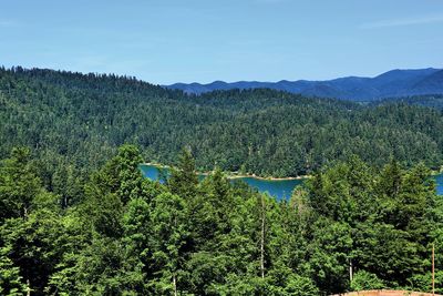 Scenic view of forest against sky