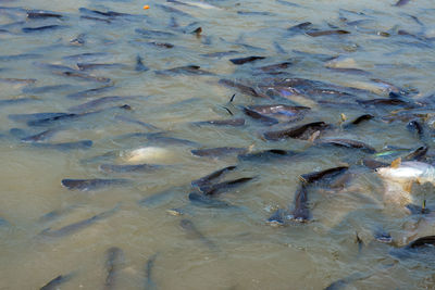 High angle view of fish in sea