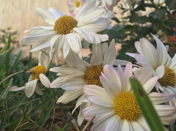 Close-up of white daisy blooming outdoors