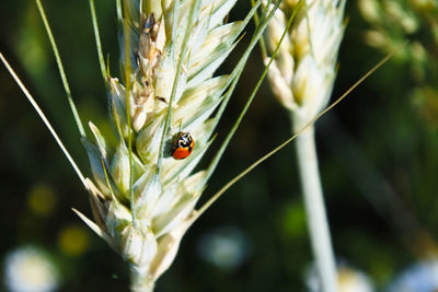 Close-up of ladybug on plant