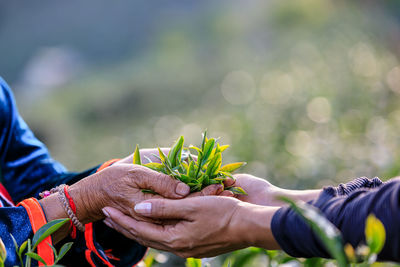 Green tea leaves in holding hand fwo farmers and farmland bokeh background at chiang rai thailand