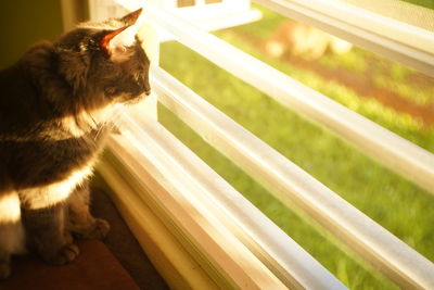 Side view of a cat looking through window