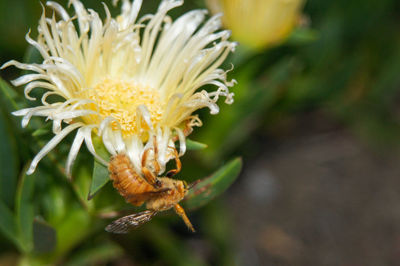 Close-up of white flowering plant