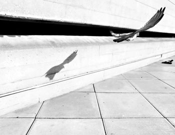 Bird flying over boardwalk