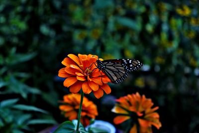 Butterfly on flower