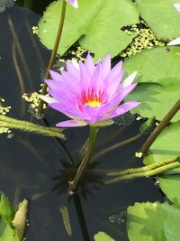 Close-up of lotus water lily in pond