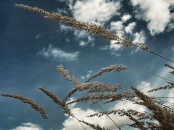 Low angle view of stalks against sky