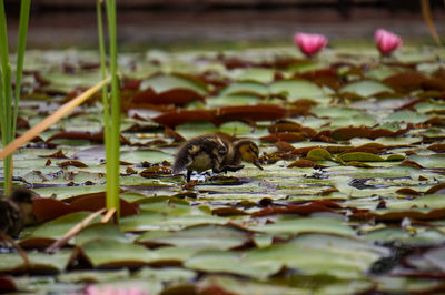 Ducks in a lake