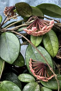 Close-up of fresh flowers in water