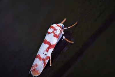 High angle view of butterfly on white table