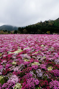 Pink flowering plants on field against sky