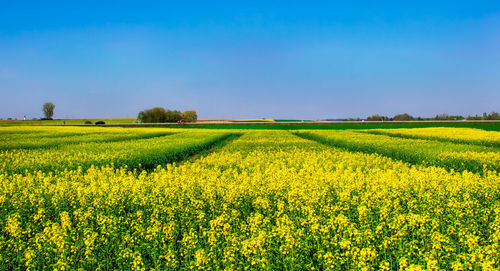 Scenic view of agricultural field against clear sky