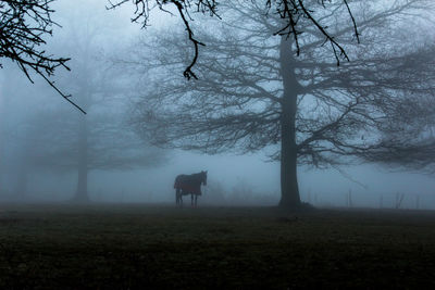 View of a horse on field