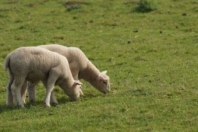 Sheep grazing in a field