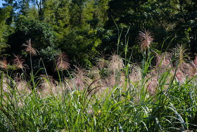 Close-up of thistle