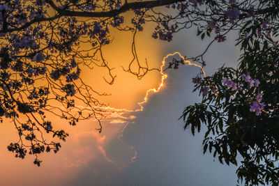 Low angle view of silhouette trees against sky during sunset