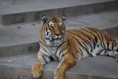 Cat sitting in a zoo