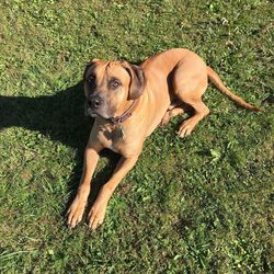 Portrait of dog on grass