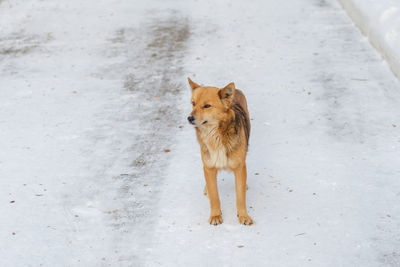 Stray red-headed mongrel in winter on the street