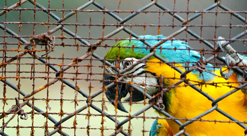 Closeup blue green and gold macaw bird, portrait colorful macaw parrot, ara ararauna 