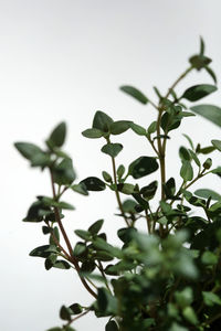 Close-up of plant against clear sky