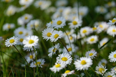 Close-up of white daisy flowers on field