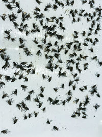 High angle view of ants on the ground