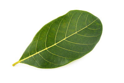 Close-up of leaf against white background