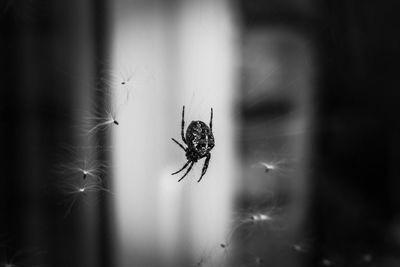 Close-up of spider on web