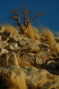 Close-up of plant against clear sky