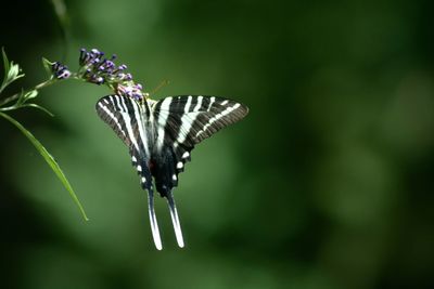 Close-up of butterfly pollinating on flower