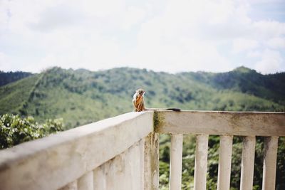 Bird perching on a fence