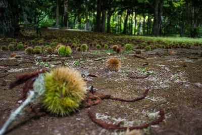 Close-up of grass in forest