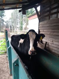 Portrait of cow standing in shed
