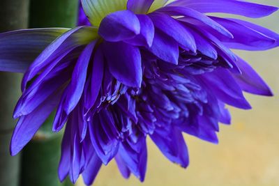 Close-up of purple flower blooming outdoors