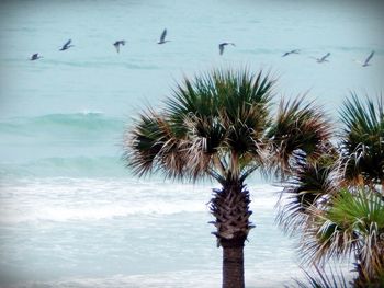 Birds by sea against sky