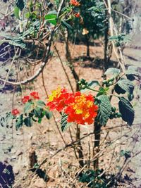 Close-up of flowers blooming outdoors