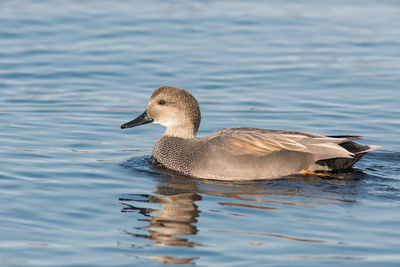 Close-up of duck swimming on lake