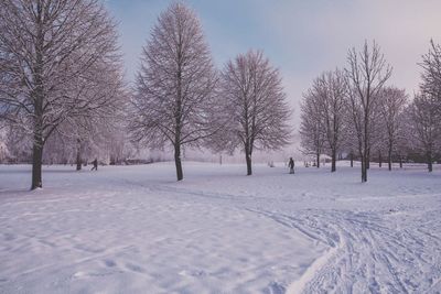 Bare trees on snow covered landscape