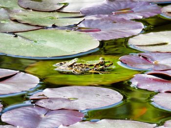 Leaves floating on pond