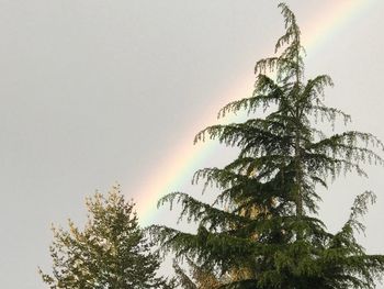 Low angle view of tree against sky