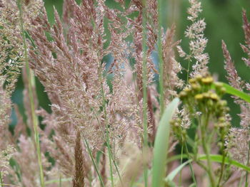 Close-up of fresh green plants