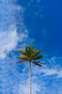 Low angle view of coconut palm tree against blue sky