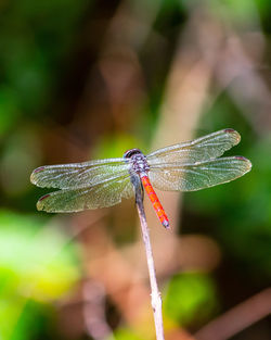 Close-up of dragonfly on leaf