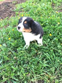 Close-up of dog on grass